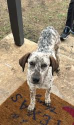 Found/Stray Female Dog last seen MLK , San Antonio, TX 78220