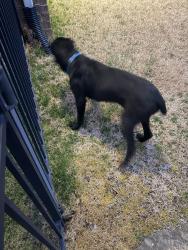 Found/Stray Unknown Dog last seen Cox Mill Road - Christenbury, Cabarrus County, NC 28262