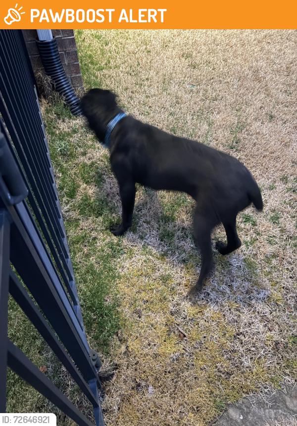 Found/Stray Unknown Dog last seen Cox Mill Road - Christenbury, Cabarrus County, NC 28262