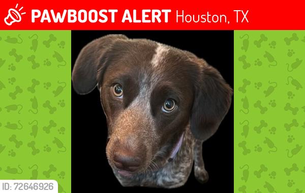 Lost Female Dog last seen Woodway & Voss, Houston, TX 77057