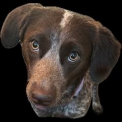 Lost Female Dog last seen Woodway & Voss, Houston, TX 77057