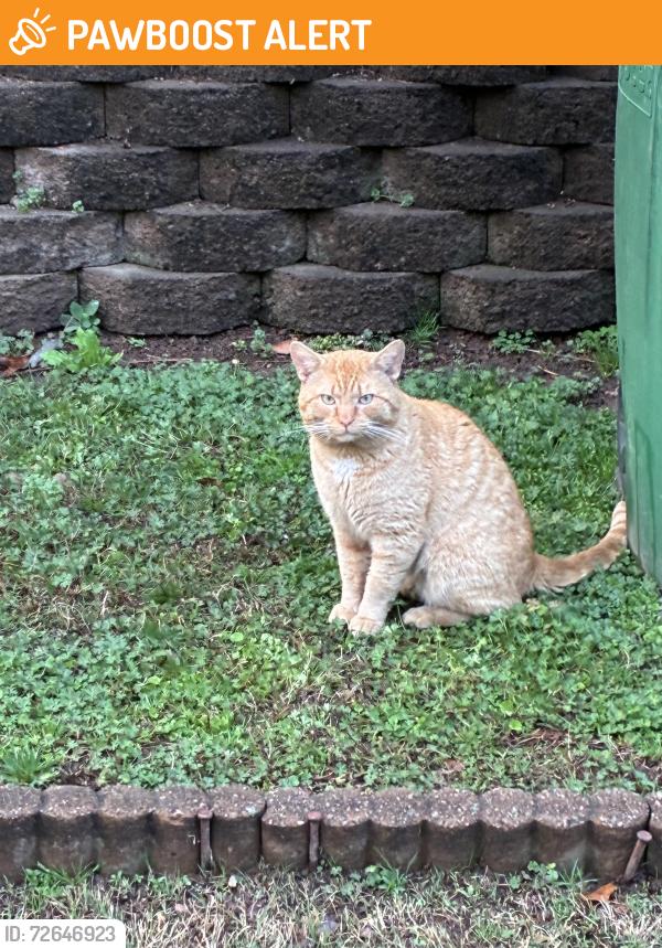 Found/Stray Unknown Cat last seen Pine Road & Buford Hwy, Peachtree Corners, GA 30071