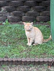 Found/Stray Unknown Cat last seen Pine Road & Buford Hwy, Peachtree Corners, GA 30071