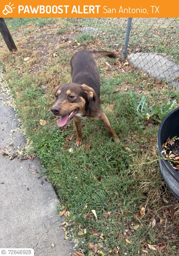 Found/Stray Male Dog last seen Southcross, San Antonio, TX 78223