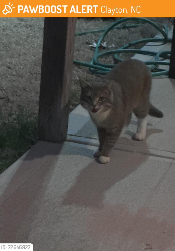 Found/Stray Unknown Cat last seen Forsyth parkway , Clayton, NC 27520