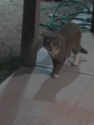 Found/Stray Unknown Cat last seen Forsyth parkway , Clayton, NC 27520