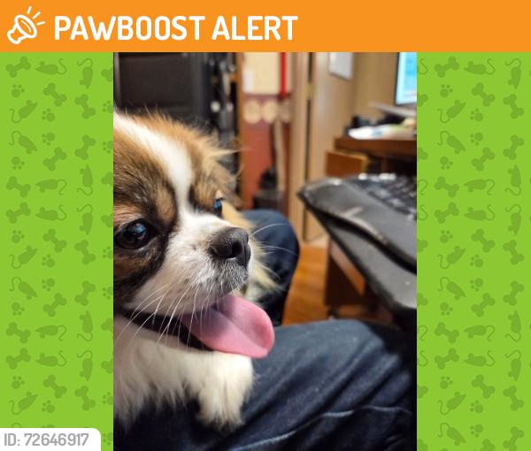 Found/Stray Unknown Dog last seen Cornelious Pass and Base Line, NW Cornelius Pass Rd, OR 97231
