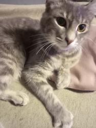 Lost Female Cat last seen Green St Warmer Robins Ga 31093, Warner Robins, GA 31093