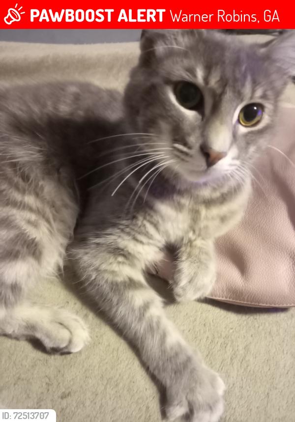 Lost Female Cat last seen Green St Warmer Robins Ga 31093, Warner Robins, GA 31093