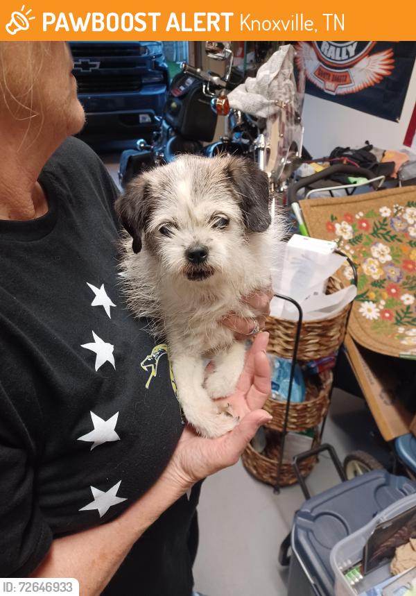 Found/Stray Female Dog last seen Kingston pike , Knoxville, TN 37922