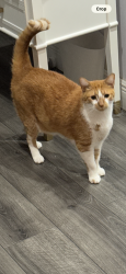 Lost Male Cat last seen Lakeview townhomes on San Simeon way , Ives Estates, FL 33179