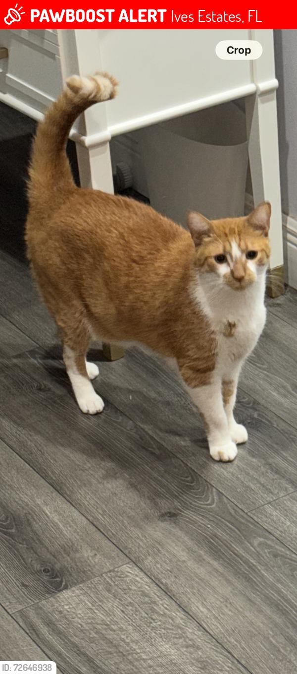 Lost Male Cat last seen Lakeview townhomes on San Simeon way , Ives Estates, FL 33179