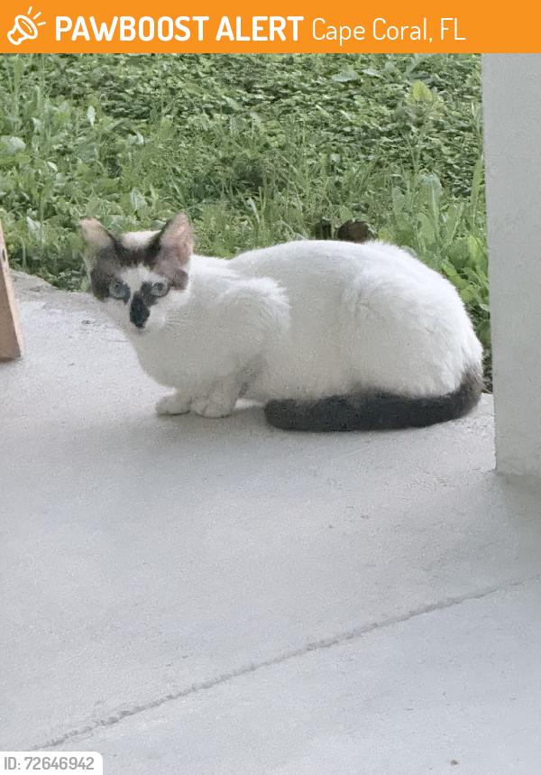 Found/Stray Unknown Cat last seen NW 3rd St, cape coral, Cape Coral, FL 33993