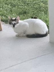 Found/Stray Unknown Cat last seen NW 3rd St, cape coral, Cape Coral, FL 33993