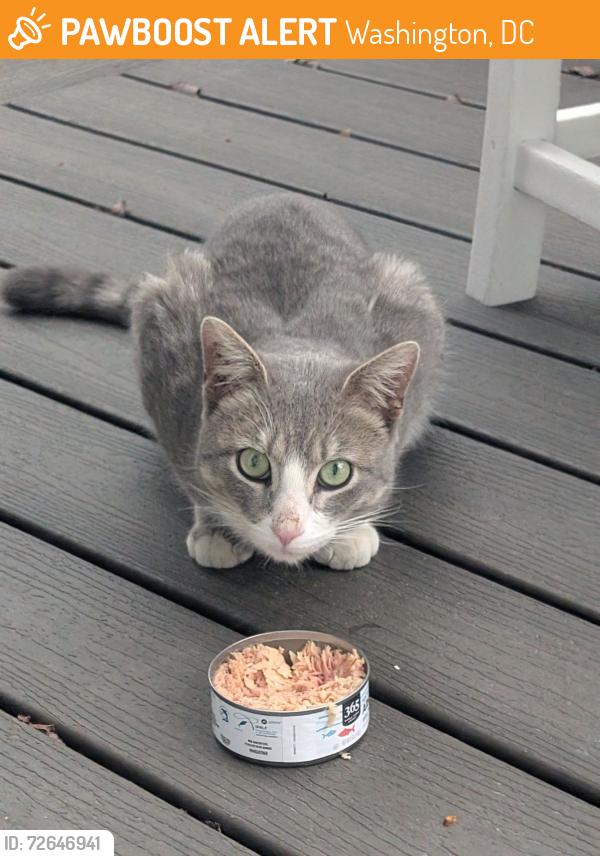 Found/Stray Unknown Cat last seen 13th & Gallatin Street NW, Washington, DC 20011