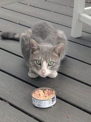 Found/Stray Unknown Cat last seen 13th & Gallatin Street NW, Washington, DC 20011