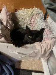 Lost Male Cat last seen Gross rd. At his , Bailey, CO 80421