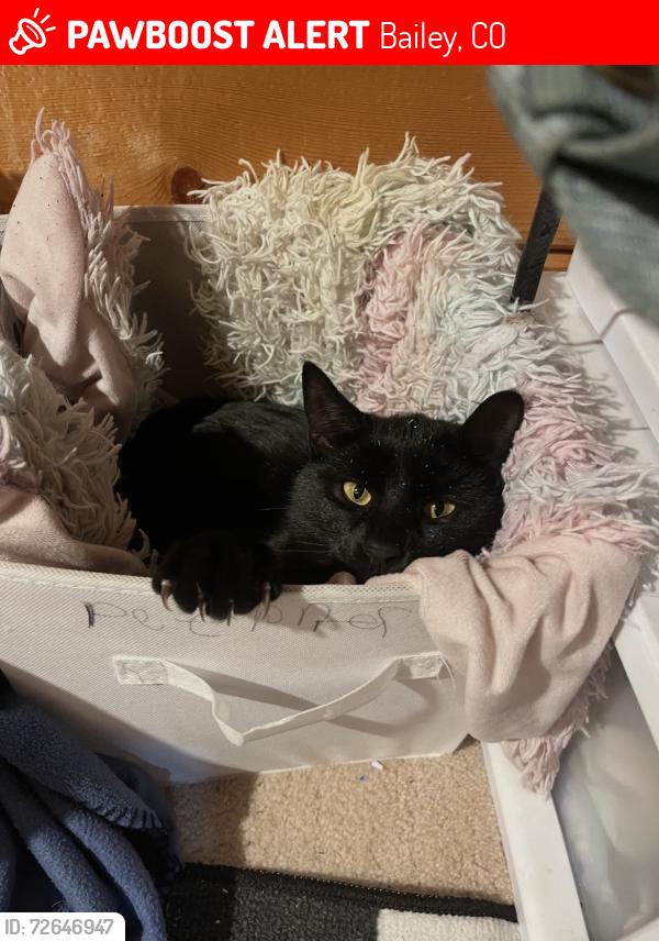 Lost Male Cat last seen Gross rd. At his , Bailey, CO 80421