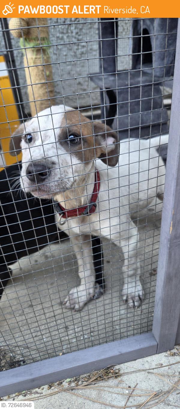 Found/Stray Male Dog last seen Boardwalk, Riverside, CA 92503
