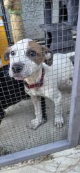 Found/Stray Male Dog last seen Boardwalk, Riverside, CA 92503