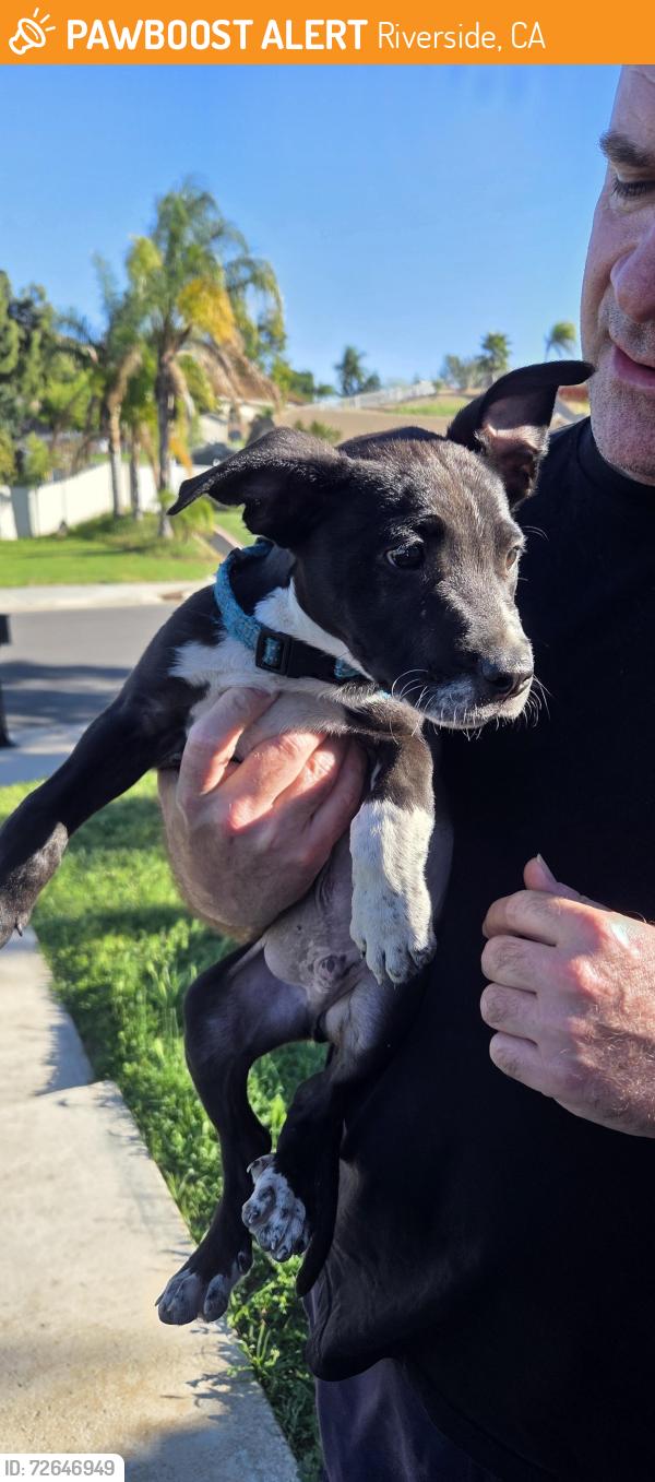Found/Stray Male Dog last seen Boardwalk , Riverside, CA 92503