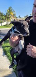 Found/Stray Male Dog last seen Boardwalk , Riverside, CA 92503