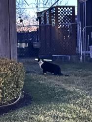Found/Stray Unknown Cat last seen Corner of Gardner and Balfour in Oak Park, MI, Oak Park, MI 48237