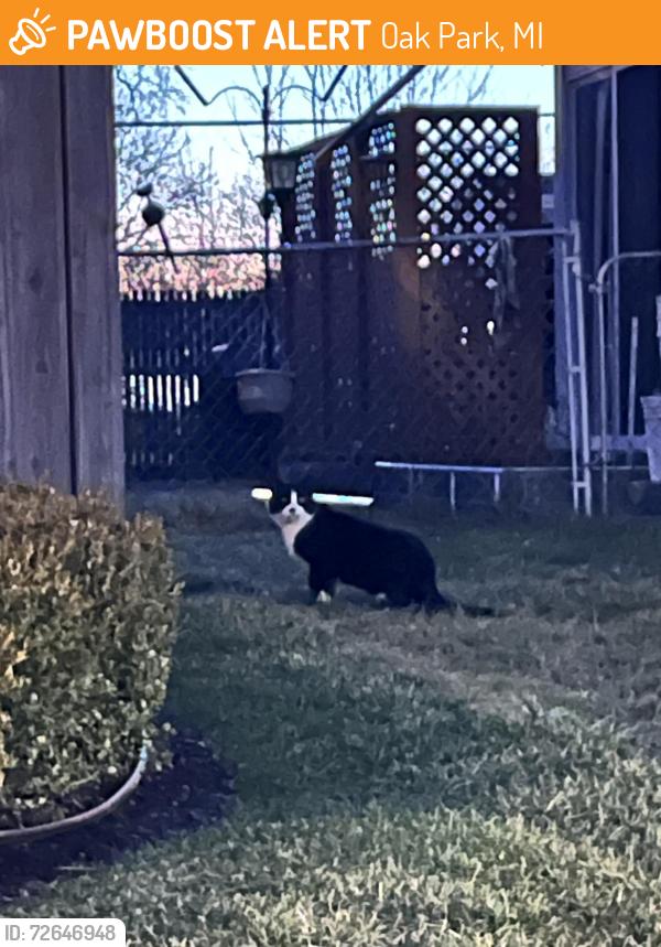 Found/Stray Unknown Cat last seen Corner of Gardner and Balfour in Oak Park, MI, Oak Park, MI 48237