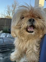 Found/Stray Male Dog last seen Jackie carden elementary, Fort Worth, TX 76123