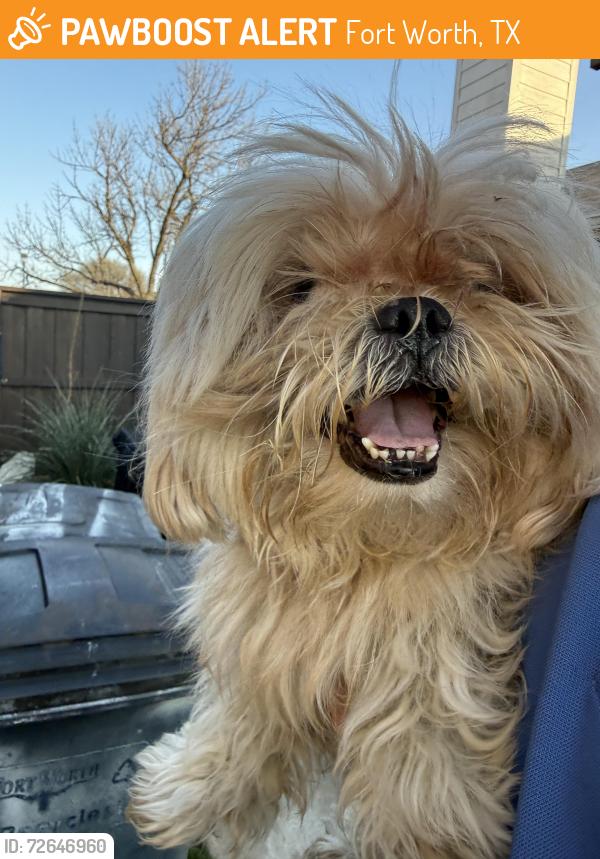 Found/Stray Male Dog last seen Jackie carden elementary, Fort Worth, TX 76123