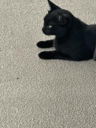 Found/Stray Unknown Cat last seen Near SE 164 Place Summerfield , Summerfield, FL 34491