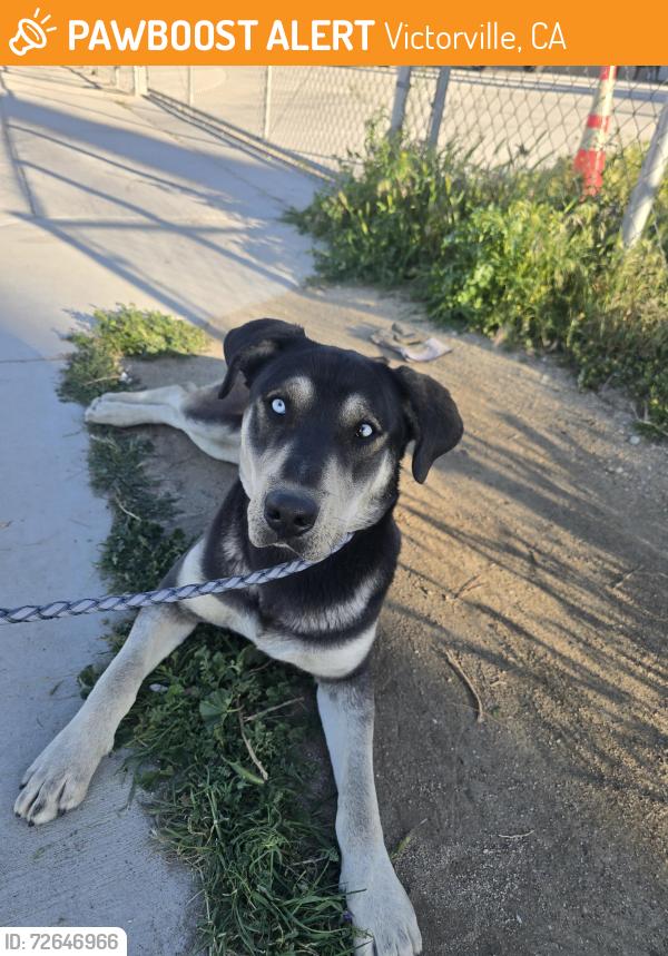 Found/Stray Male Dog last seen Nisqualli road, Victorville, CA 92393