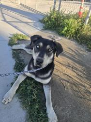 Found/Stray Male Dog last seen Nisqualli road, Victorville, CA 92393