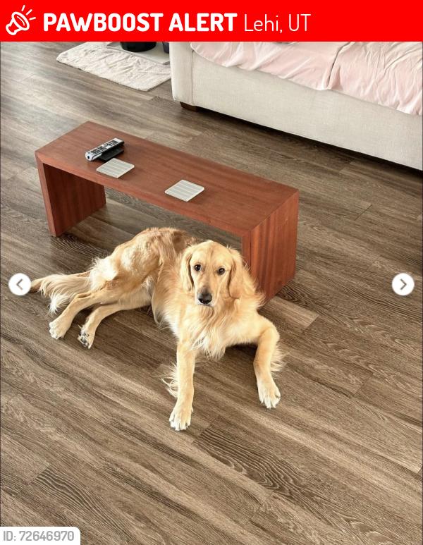 Lost Male Dog last seen Traverse ridge rd, Lehi, UT 84043