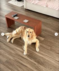 Lost Male Dog last seen Traverse ridge rd, Lehi, UT 84043