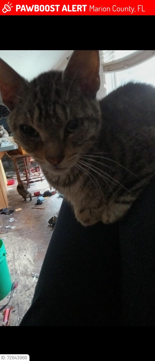 Lost Male Cat last seen Se 178th lane summerfield fl & county road 475, Marion County, FL 34491