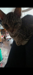 Lost Male Cat last seen Se 178th lane summerfield fl & county road 475, Marion County, FL 34491