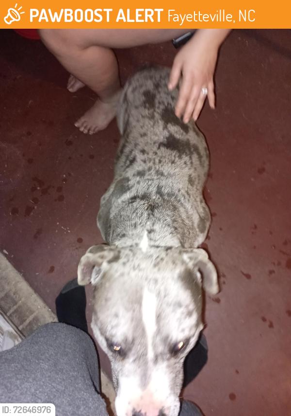 Found/Stray Male Dog last seen Ellerslie neighborhood , Fayetteville, NC 28305