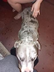 Found/Stray Male Dog last seen Ellerslie neighborhood , Fayetteville, NC 28305