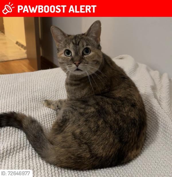 Lost Female Cat last seen Webster rd , Middleburg Heights, OH 44130