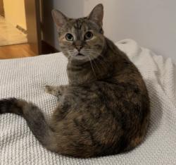Lost Female Cat last seen Webster rd , Middleburg Heights, OH 44130