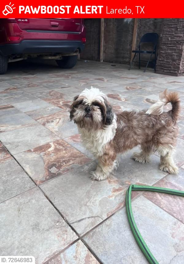 Lost Male Dog last seen Soria and Palo Alto in El Edén , Laredo, TX 78046