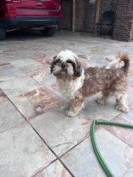 Lost Male Dog last seen Soria and Palo Alto in El Edén , Laredo, TX 78046