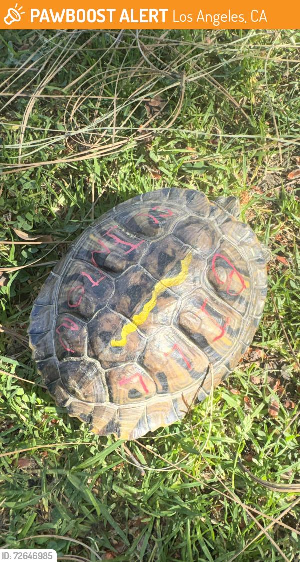 Found/Stray Unknown Reptile last seen Foster Dr and Commodore Sloat , Los Angeles, CA 90048