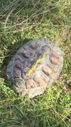 Found/Stray Unknown Reptile last seen Foster Dr and Commodore Sloat , Los Angeles, CA 90048