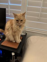 Lost Female Cat last seen El Camino Pl, Fontana, CA, Fontana, CA 92337