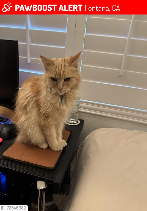 Lost Female Cat last seen El Camino Pl, Fontana, CA, Fontana, CA 92337