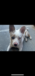 Found/Stray Female Dog last seen McDonald’s , Palmdale, CA 93550