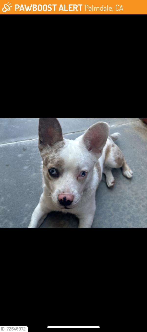Found/Stray Female Dog last seen McDonald’s , Palmdale, CA 93550