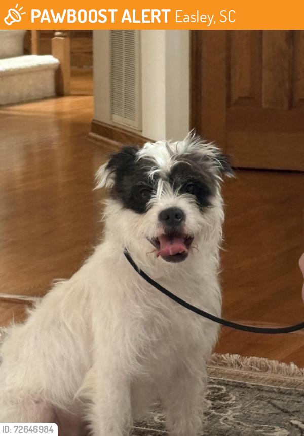 Found/Stray Female Dog last seen unknow, Easley, SC 29641
